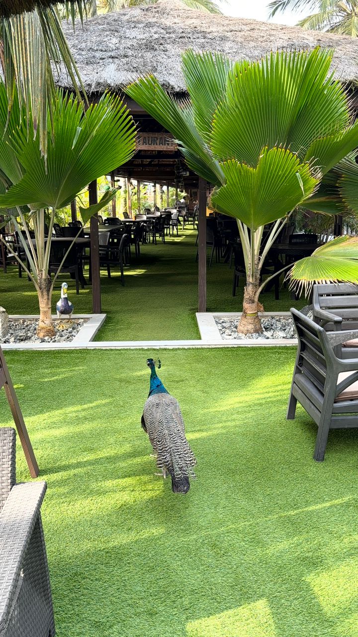 Beautiful Peacock at the big blue resort & spa